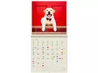 Een Kalender 2025 Helma 365 30x30cm honden koop je bij Ziffo Kantoorcentrum BV