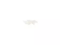 Een Haarnet CMT clip non-woven M 50cm PP wit koop je bij Totaal Kantoor Goeree
