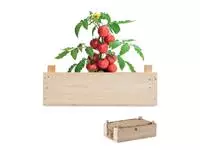 Tomatenkweekset houten kratje