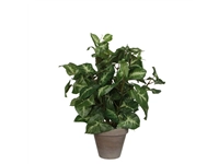 Een Kunstplant Mica Syngonium groen in pot Ø25 35cm koop je bij Schellen Boek- en Kantoorboekhandel